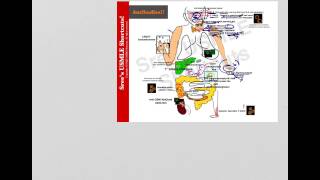 USMLE ShortcutsHigh yield Autoantibodies1 [upl. by Haliled]