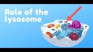 Lysosome  Suicide bag of Cell Structure and Function Lecture2Part9biologyBiological World🐛🍀 [upl. by Kalindi153]