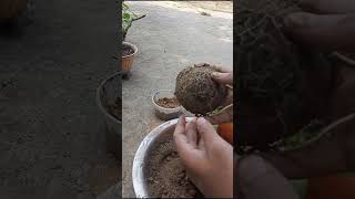 Zinnia Repotting A Flowering Triumphgarden ziniaflower rooftopgarden [upl. by Ellerret325]