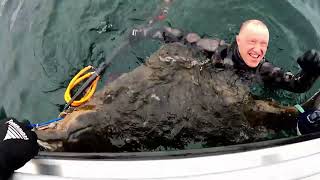 Norway 2022 Halibut Fishing and Spearfishing 198cm Halibut 107kg [upl. by Esinrahs424]