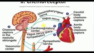 Physiology  4  CHEMORECEPTOR REFLEX [upl. by Attenweiler]