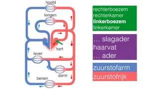 Bloedsomloop bij een mens in het kort [upl. by Yrrem]