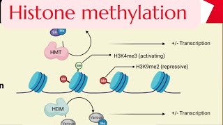 Part5 Histone Methylation gene regulation in Eukaryotes Molecular biology Gene expression [upl. by Yonita]