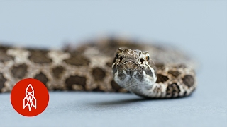 The Massasauga Rattlesnake A Victim of Fear [upl. by Oni]