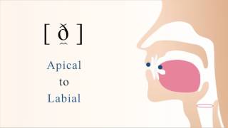 ð̼  voiced apical labial non sibilant fricative [upl. by Orion]