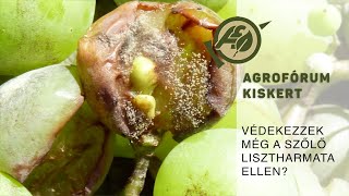 A szőlő lisztharmata  késő bánat [upl. by Llerrehc]