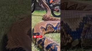 OMG Bing Anacondas snake cobra animals anaconda [upl. by Armbruster]