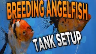 How to Breed angelfish 2 how to set up a breeding tank 89 [upl. by Hanway]