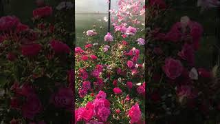 Rosenblätterregen Rain of Roses shorts shortvideos [upl. by Eittod522]