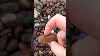 Exploring Moonstone Beach Discover Agates Jaspers and More [upl. by Neleag788]