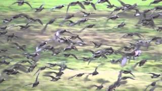 Wigeon flock in flight [upl. by Remot136]