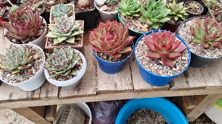 Agavoides una echeveria muy particular [upl. by Milurd]