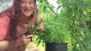 Holy Basil Ocimum sanctum Harvesting and Processing for Medicinal Use [upl. by Nnylirehs]