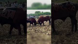 youtubeshorts livestock animalfarming cowfarm bull animals livestockfarming farming [upl. by Clarke]