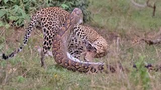 Python Constricts Leopard As It Fights Back [upl. by Hurty]