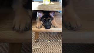 Your Daily Dog Dose 💕🐶 cute pet dog trending viral latest funny meme [upl. by Basham]