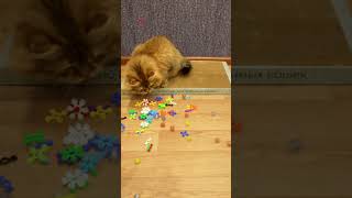 🐱⏪ Funny Cat Bella play 🧸🍒 ReverseVideos amp Satisfying [upl. by Skvorak]