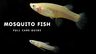 ALL ABOUT MOSQUITO FISH  MOSQUITO FISH CARE GUIDE  HOW TO KEEP MOSQUITO FISH IN AQUARIUM [upl. by Wadlinger]