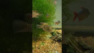 Punjabi Geophagus Geophagus Brasiliensis geophagus fish punjabi [upl. by Dynah]