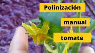 ¿Cómo Polinizar Manualmente Las Flores de Jitomate [upl. by Orva370]