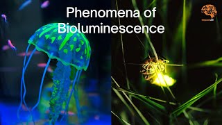 Bioluminescence in Ocean  The Brilliance of Bioluminescence [upl. by Yrbua]