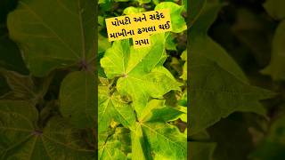 Kapas Ni kheti બધી જીવાતના ઢગલા કરી દીધા [upl. by Barbaraanne]