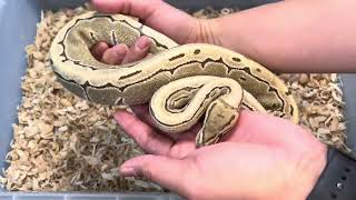 The Pinstripe Ball Python A Brian Barczyk legacy [upl. by Cyrilla477]