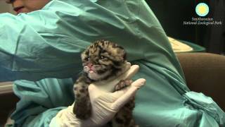 HandRearing Clouded Leopards Cubs [upl. by Fe]