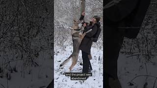 The Czechoslovakian Wolfdog experiment 🐺 czechoslovakianwolfdog [upl. by Elleahcim]