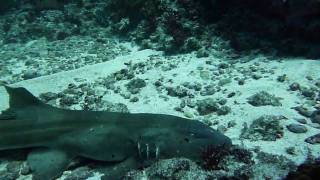 Brownbanded Bamboo Shark [upl. by Lemire]