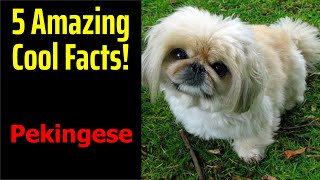 5 Fascinating Facts About Pekingese [upl. by Yerrok]