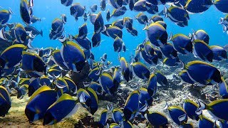 Mirihi Island Resort Maldives Housereef Snorkeling September 2015 [upl. by Alejoa]