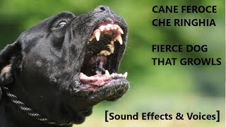 Cane Feroce che Ringhia 🐺 Fierce Dog that Growls 🐺 Sound Effects amp Voices 🐺 [upl. by Ilil161]