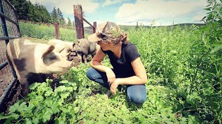 Pasturing Pigs  Setting up Pasture  High Tunnel [upl. by Alaaj]