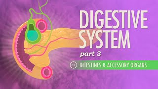 Digestive System Part 3 Crash Course Anatomy amp Physiology 35 [upl. by Ayanad967]