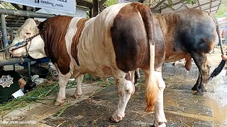 Simmental bull amp Brahman Crossing Kandang Madu‼️ [upl. by Aihsotan47]