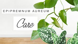 Pothos Plant Care TIPS  TRICKS For Fast Growth 🌱 Houseplants For Beginners  EPIPREMNUM AUREUM [upl. by Alba]