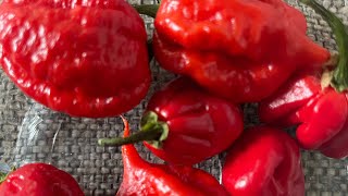 Carolina Reaper x3  Bismarck x4 small ones [upl. by Loux511]