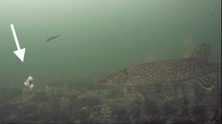 Ice Fishing a TUBE BAIT for Northern Pike [upl. by Ehud773]