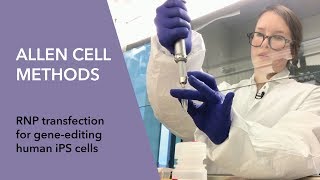 Allen Cell Methods  RNP transfection for gene editing human iPS cells [upl. by Ayoj]