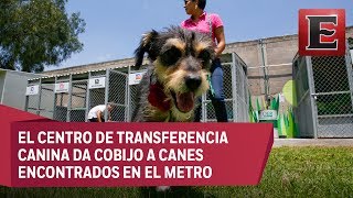 Metro de la CDMX habilita refugio para perros [upl. by Kudva149]