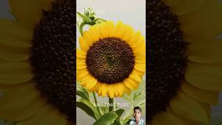 Cycle Life Of Sunflower timelapse shorts ytshorts [upl. by Pascoe]