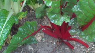 Swiss chard how to plant and grow [upl. by Ettelloc]