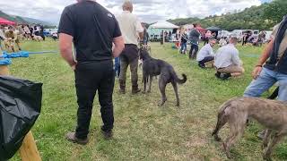 LURCHERS TERRIERS AND FERRETS AT THE LLANRWST SHOW 2023 [upl. by Rybma]