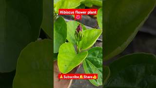 Hibiscus flower plant🌱 shorts viralvideo gardening hibiscusflower plantcare plantgrowth [upl. by Lewanna]