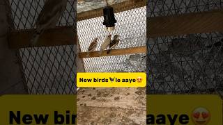 New birds🐦‍⬛le aaye😍 petlover minivlog vlog kabutarvlog kabutar birds finch budgies [upl. by Phillip]