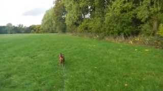 Epileptischer Anfall beim Gassigehen  Epileptic seizure during a dog walk [upl. by Ballman]