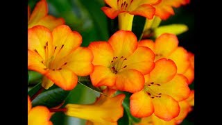 Amazing and Most Beautiful Vireyas Flowers  Vireya rhododendron  Tree Rhododendron [upl. by Madanhoj]