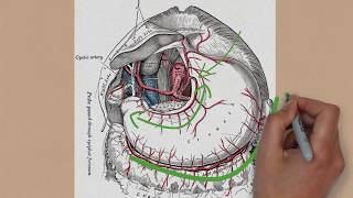 Descomplicando ANATOMIA Artérias do abdome [upl. by Blanc767]