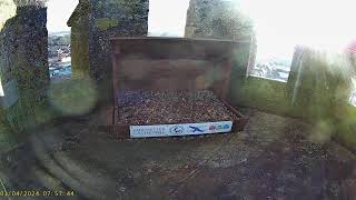 Chichester Cathedral 1 Peregrine Nest🌙310324 [upl. by Chiang]